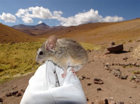 在22000英尺高的火山上发现老鼠，打破世界纪录
