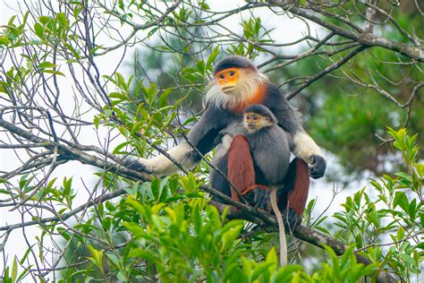 Red-shanked đouc langur · Free Stock Photo