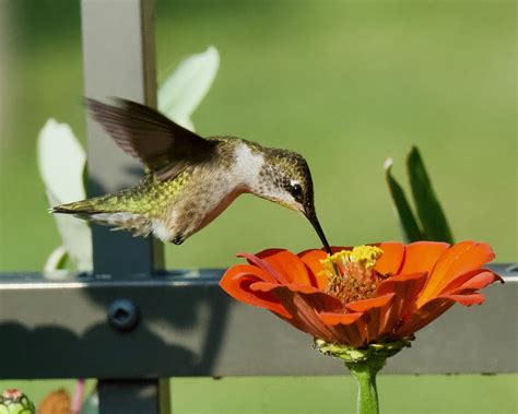 Hummingbird Drinking Nectar from a Red Common Zinnia Flower · Free ...