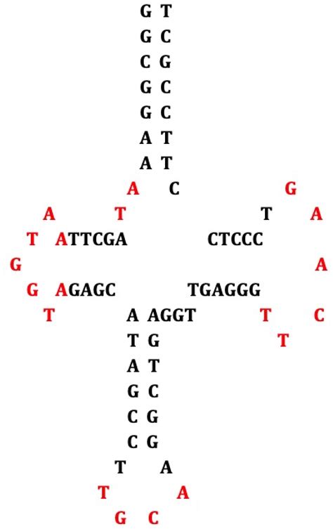 Footprints of a Singular 22-Nucleotide RNA Ring at the Origin of Life