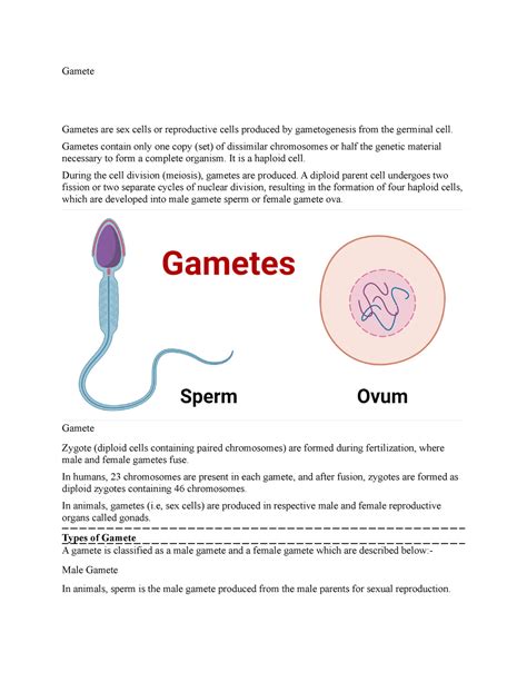 Image result for Gamete Example