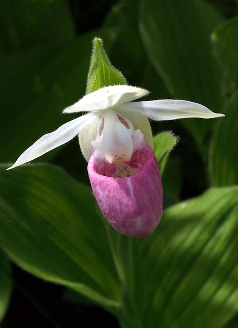 Let's Go See: Showy Lady Slipper Orchids - Newport Wilderness Society