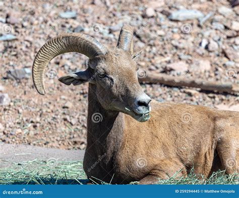Portrait of the Desert Bighorn Sheep with Large Curved Horns. Stock ...