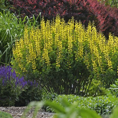 Decadence® 'Lemon Meringue' - False Indigo - Baptisia hybrid | Proven ...