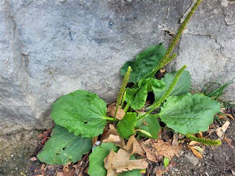 Llantén (Plantago major) - EcoRegistros