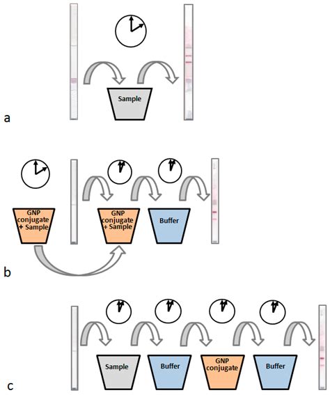 Lateral Flow Immunosensing of Salmonella Typhimurium Cells in Milk ...