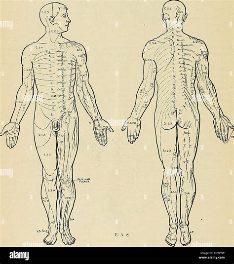 . Anatomy, descriptive and applied. Anatomy. 1016 THE NERVE 8YS2EM ...