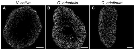Cells | Special Issue : The Role of the Plant Cytoskeleton in Signal ...