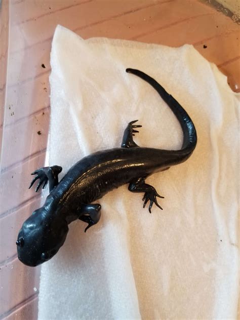 This is Gollum. He is a morphed axolotl exhibiting the NGA (No Gill Aquatic) adaptation. NGA ...