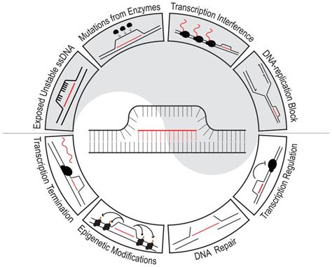 Image result for R-loop