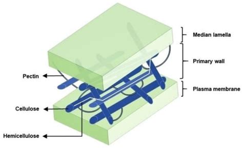Structure and Applications of Pectin in Food, Biomedical, and ...