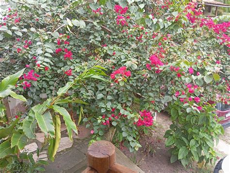 POUSADA PANDORO (Trancoso) - Guesthouse Reviews, Photos, Rate ...