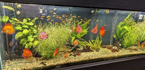 Discus Tank 的图像结果