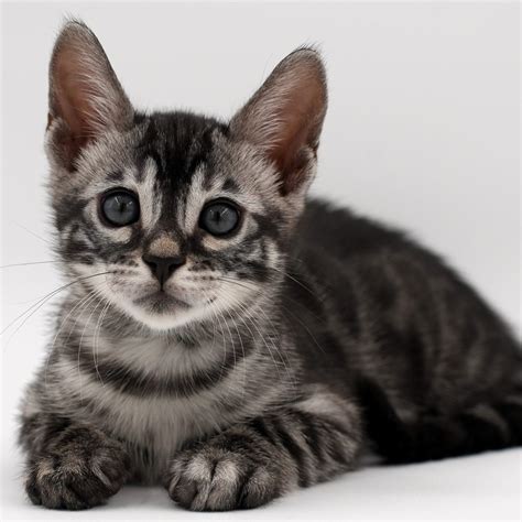 Grey Bengal Cats
