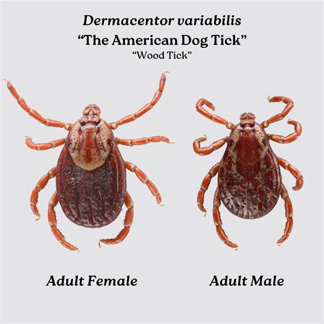 The American Dog Tick/Wood Tick (Dermacentor variabilis) – Wisconsin Ticks and Tick-borne ...