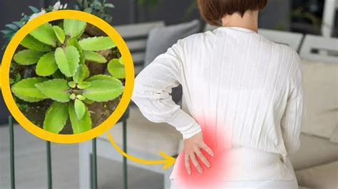 पत्थरचट्टा के पत्ते खाने के फायदे,न दवा न डॉक्टर, इस एक आयुर्वेदिक ...