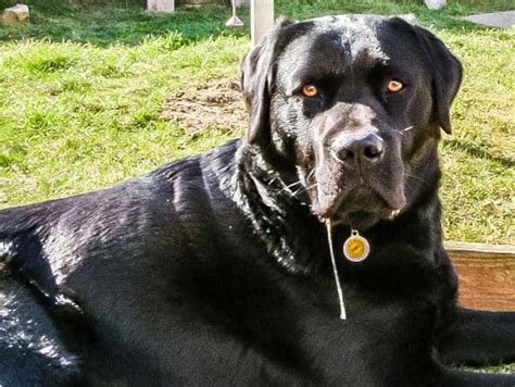 Image result for Drooling Dogs