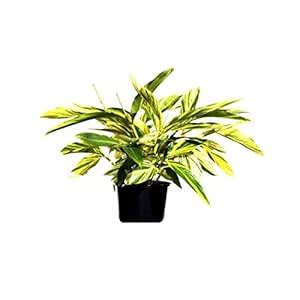 Mphmi Nursery Delhi NCR Alpinia Purpurata Variegated Ginger Plant ...