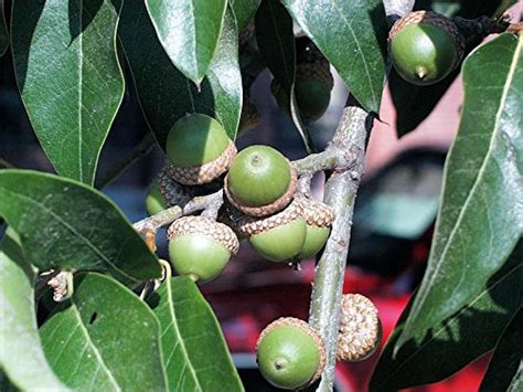 Buy owzone 1 in 1 Gallon Pot Shingle Oak Tree - Shade y Established ...