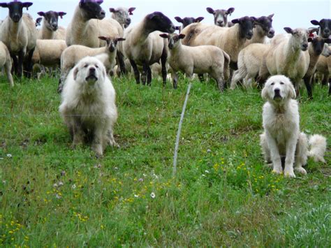 Are Dogs Livestock? Legal Definitions And Property Status Explained