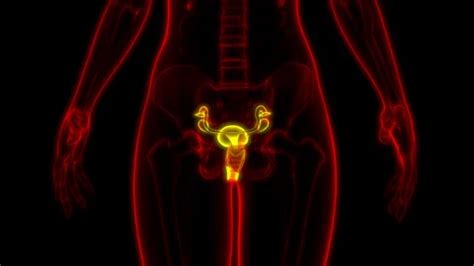 Image result for Female Reproductive System Animation