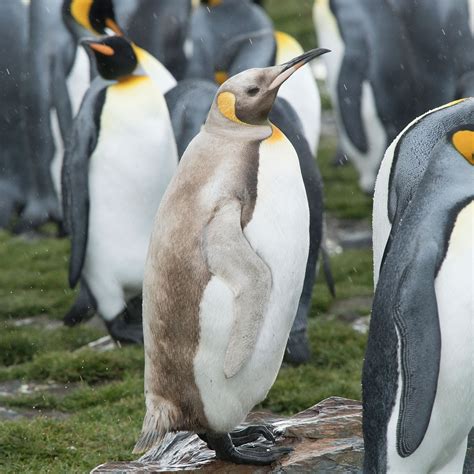 Rare pale-colored penguin and seals spotted on remote island ...