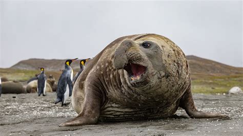 Top 10 Most Dangerous Animals In Antarctica | Antarctica Cruises