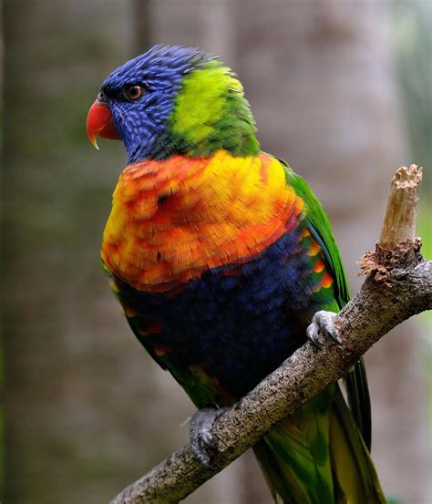 Image result for Bird Simple Parrot Image