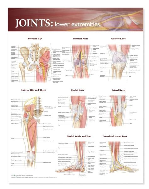 Buy Joints of the Lower Extremities Anatomical Chart Book Online at Low ...