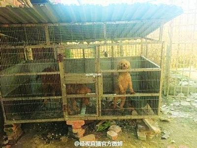 养殖场53条宠物犬一夜被盗