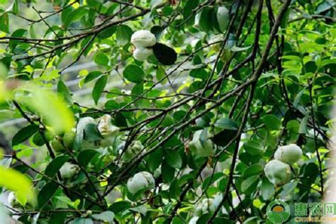 油茶树的价格怎样?种植前景如何?油茶树种植成本和亩产效益分析 - 惠农网