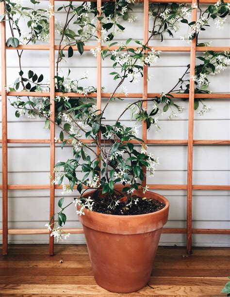 Trellis For Jasmine Plant at Michael Brehm blog