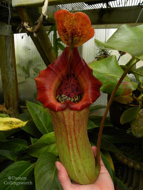 California Carnivores — This tropical pitcher plant, Nepenthes truncata,...