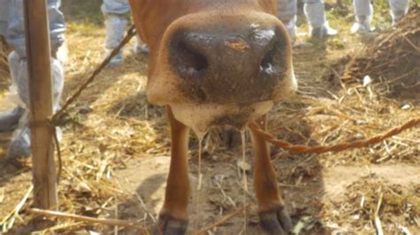 Mizoram government bans import of cattle from Myanmar - Mizoram ...