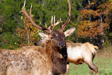 Eighteen draw Arkansas elk hunt permits • Arkansas Game & Fish Commission
