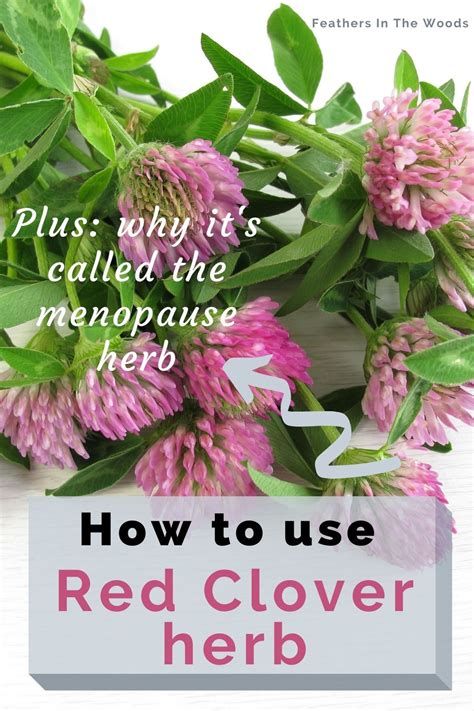 How to use Red Clover herb | Red clover benefits, Red clover tea ...
