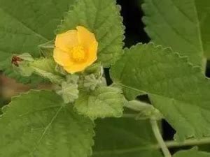 Buy KERALA ayurveda Balaswagandhadi Tailam 200ml | Improved Muscle ...