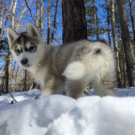 Baby Siberian Husky In Snow