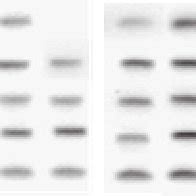 Image result for HepG2 Intraperitoneal Injection