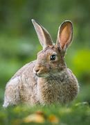 Image result for Rabbit Fun