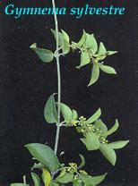 PHYTOREMEDIATION: PROCESSES AND MECHANISMS