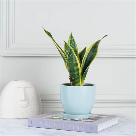 Snake Plant | Buy Sansevieria Superba Snake Plant Online – Nurturing Green