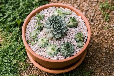 How to Grow and Care for Hens and Chicks (House Leek)