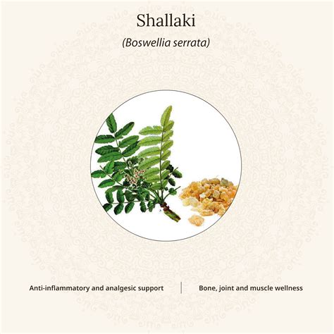Amarantha Shallaki Tablets | Formulation for Bone & Joint Wellness