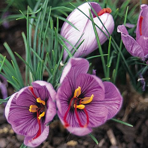 Saffron Crocus (3 bulbs) - The Diggers Club