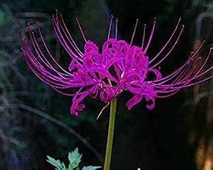 Floriculture Greens Imp. Lycoris Lily (Spider Lily) Bulbs For Home ...
