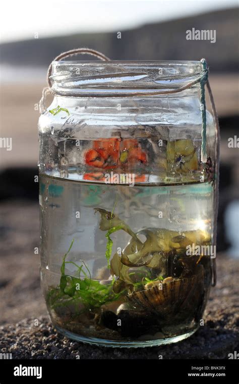 Sea Shells Collecting 的图像结果