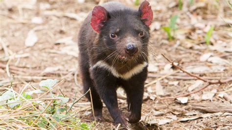 Tasmanian Devil Sounds | Kiddo Kiddo