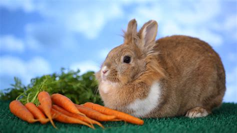 Are Carrots Bad For Rabbits
