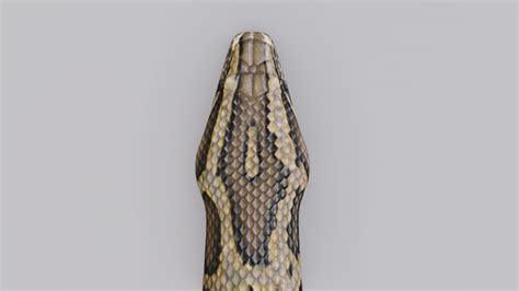 Image result for Burmese Python Animation